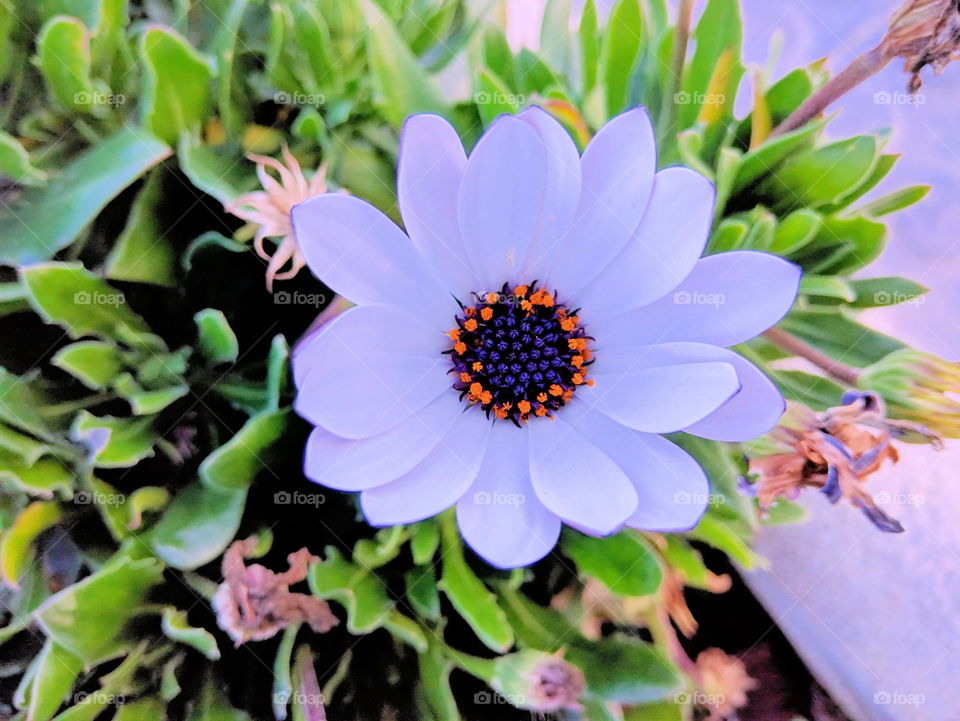 Flower, but this flower