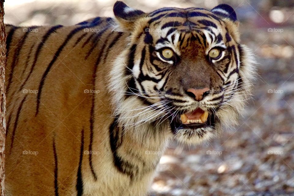 Tiger stare