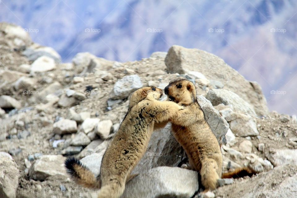 Cute Himalayan Marmots 