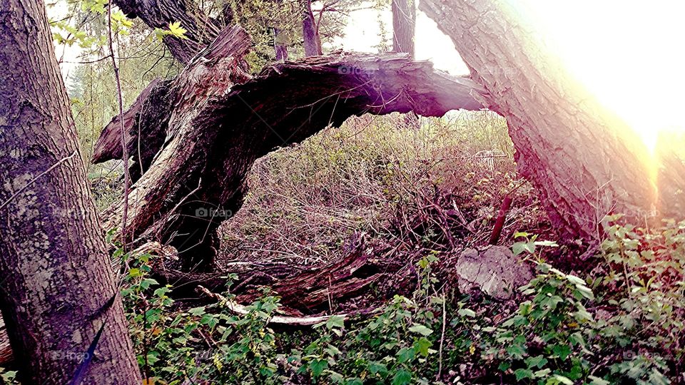 Nature forever changing. Riverwalk, Baraboo, WI (hd filter) falling apart old tree.