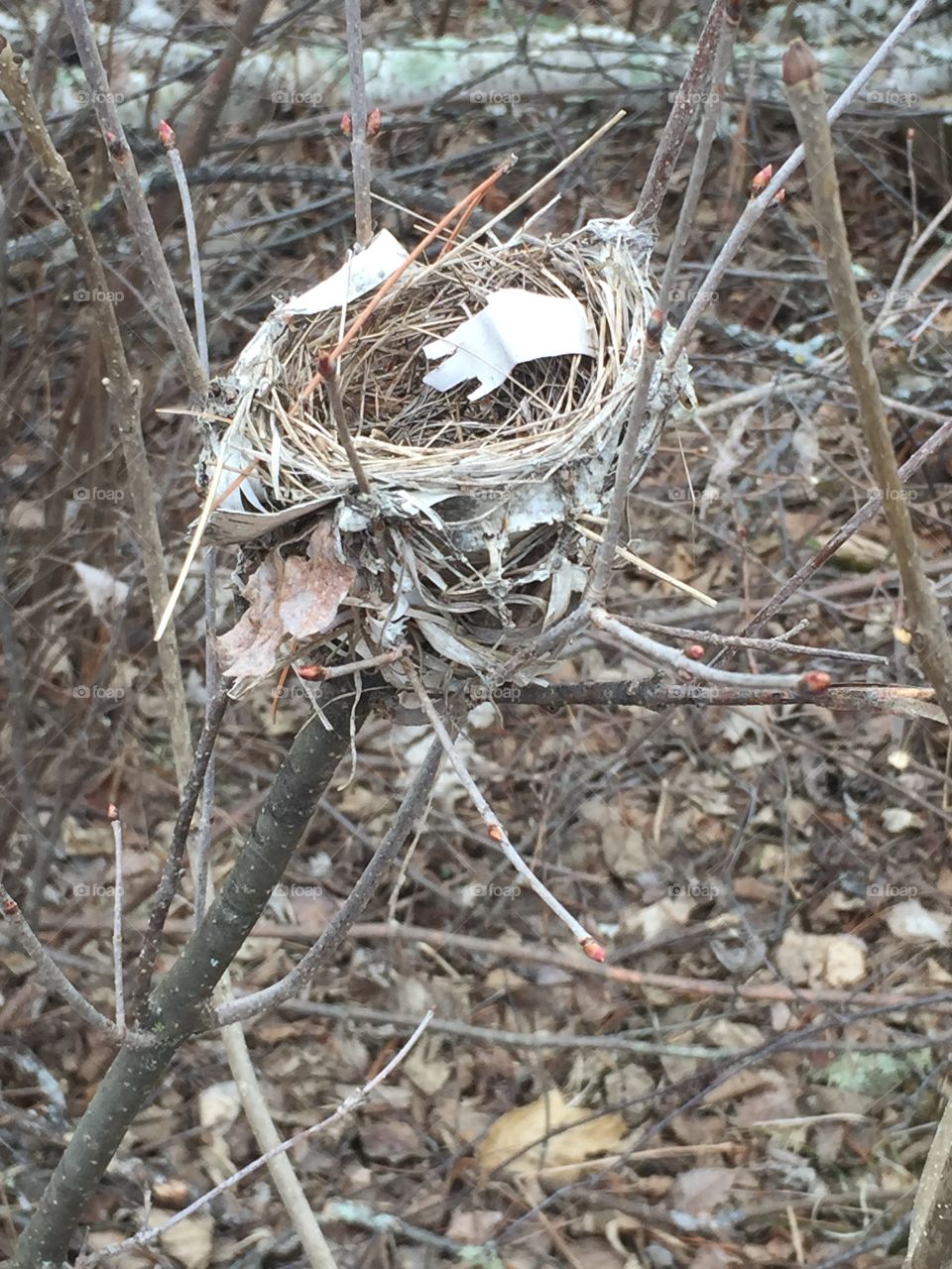 Empty bird nest in a tree