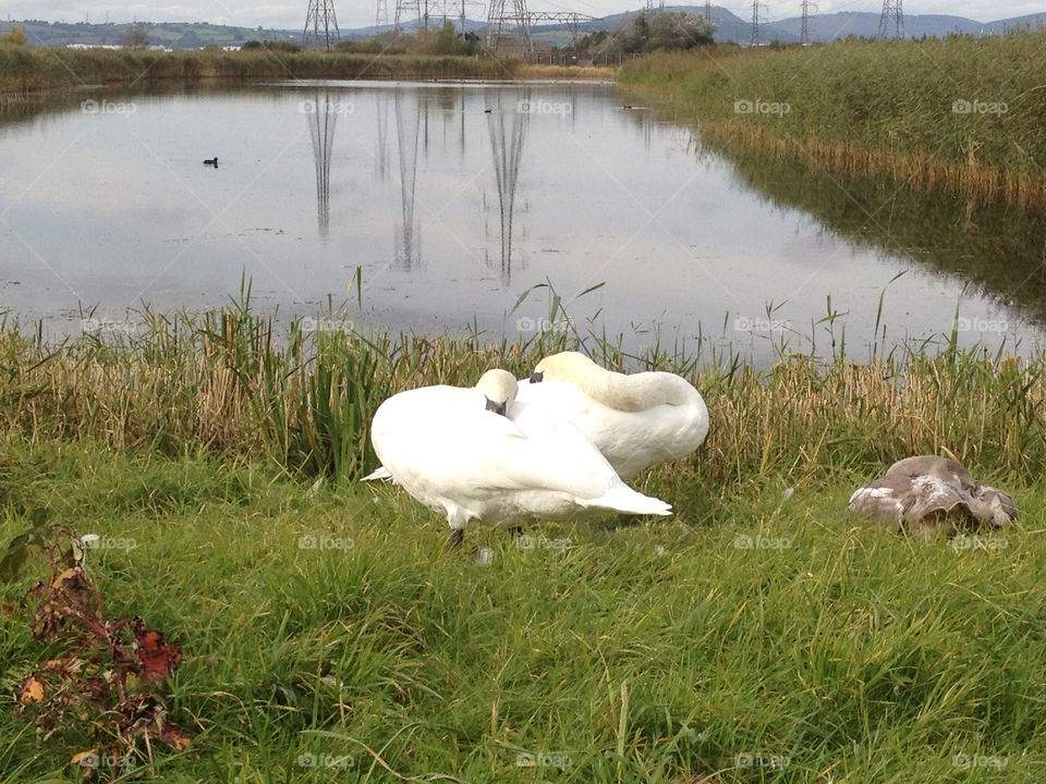 united kingdom lake sleeping swans by portsidejono