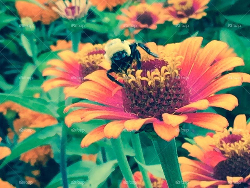 Misty zinnias with bee
