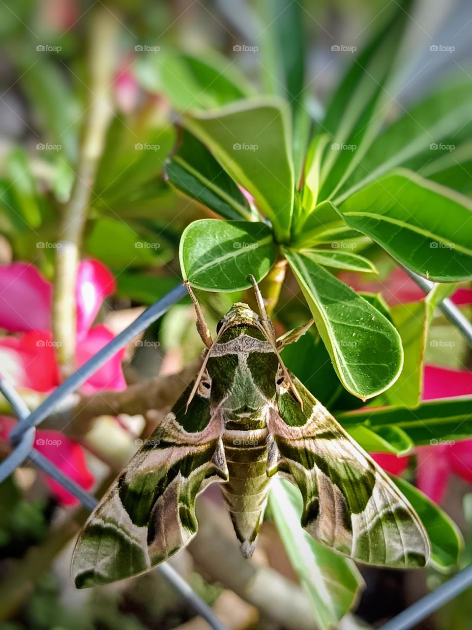 Close up of an army green moth on the desert rose plant.An oleander hawk moth with beautiful green army color and lines pattern on the adenium obesum plant.Daphnis nerii,howk-moth or green moth.