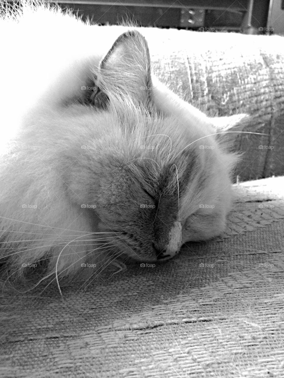 Ragdoll cat sleeping