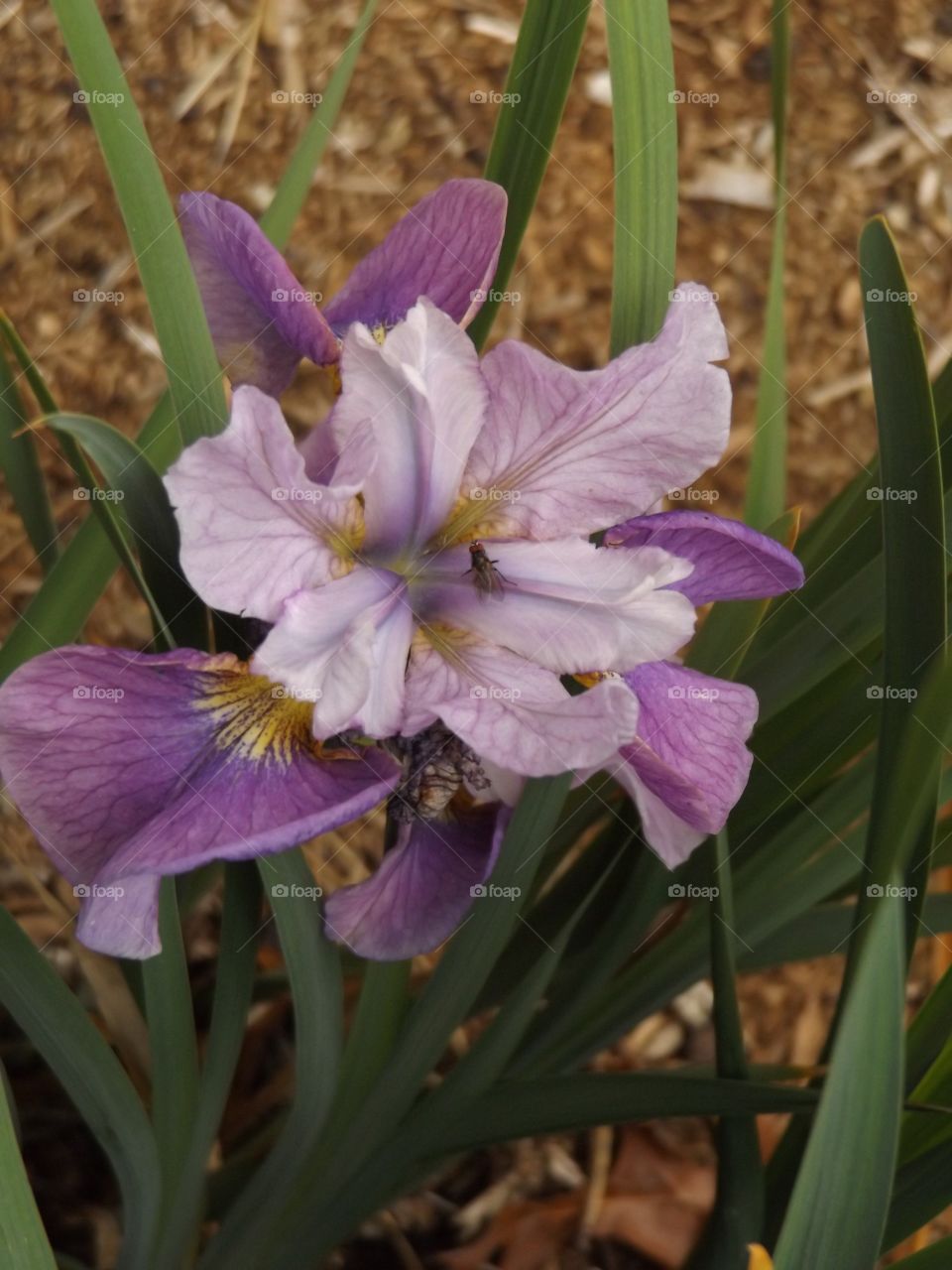 Iris