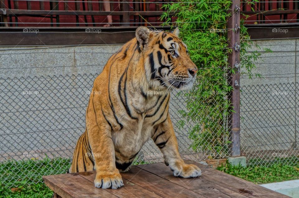 Tiger standing on table