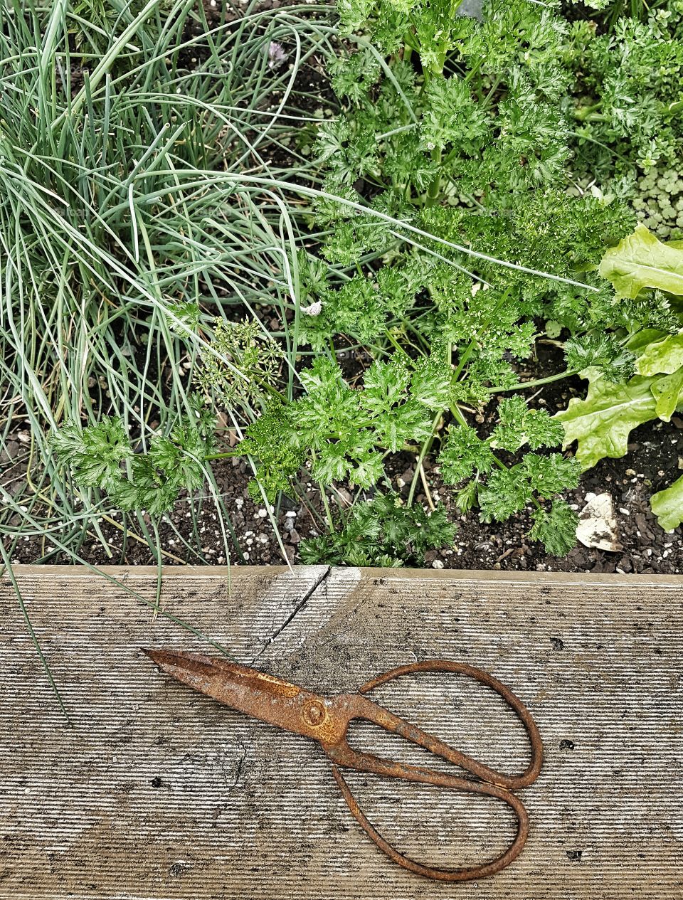 Herb Garden with tool