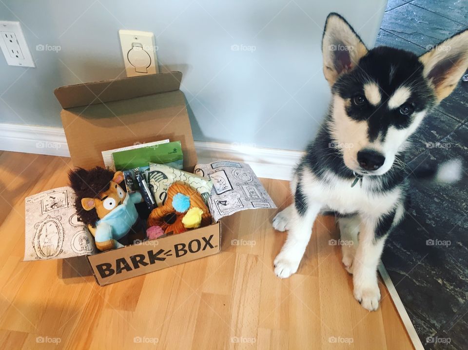Bark box with husky puppy