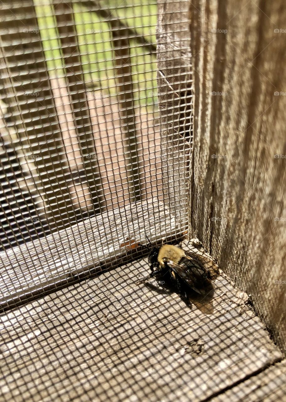 Bumblebee pausing to consider all options 