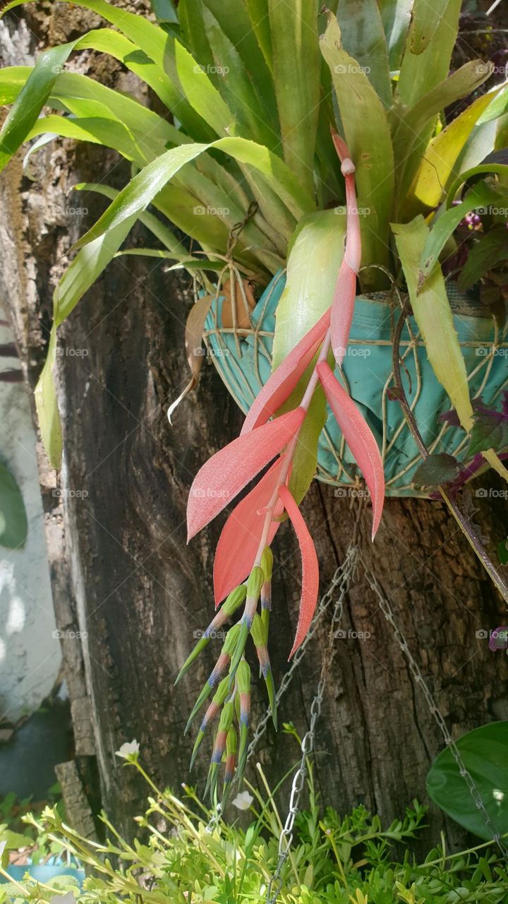 The plants are of various sizes and colors, some with very striking and beautiful colored flowers.