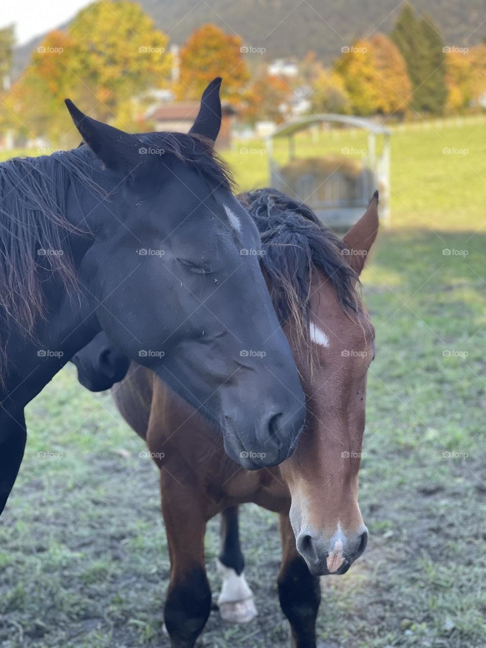 Horses in the nature