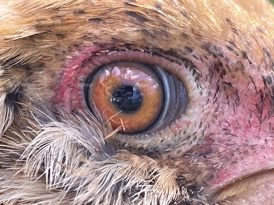 A chickens eye