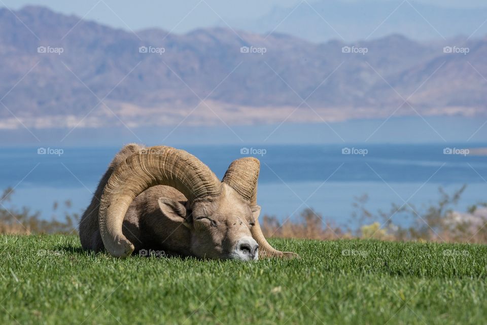 Big horn sheep napping by Lake Mead