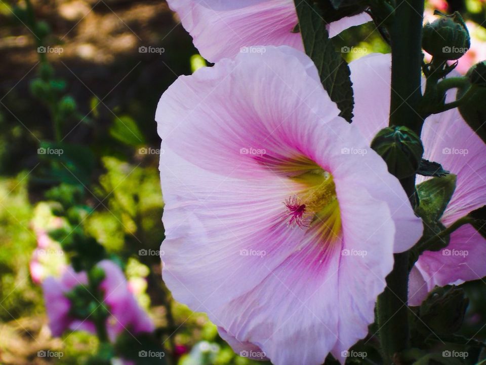 Pink hollyhock 