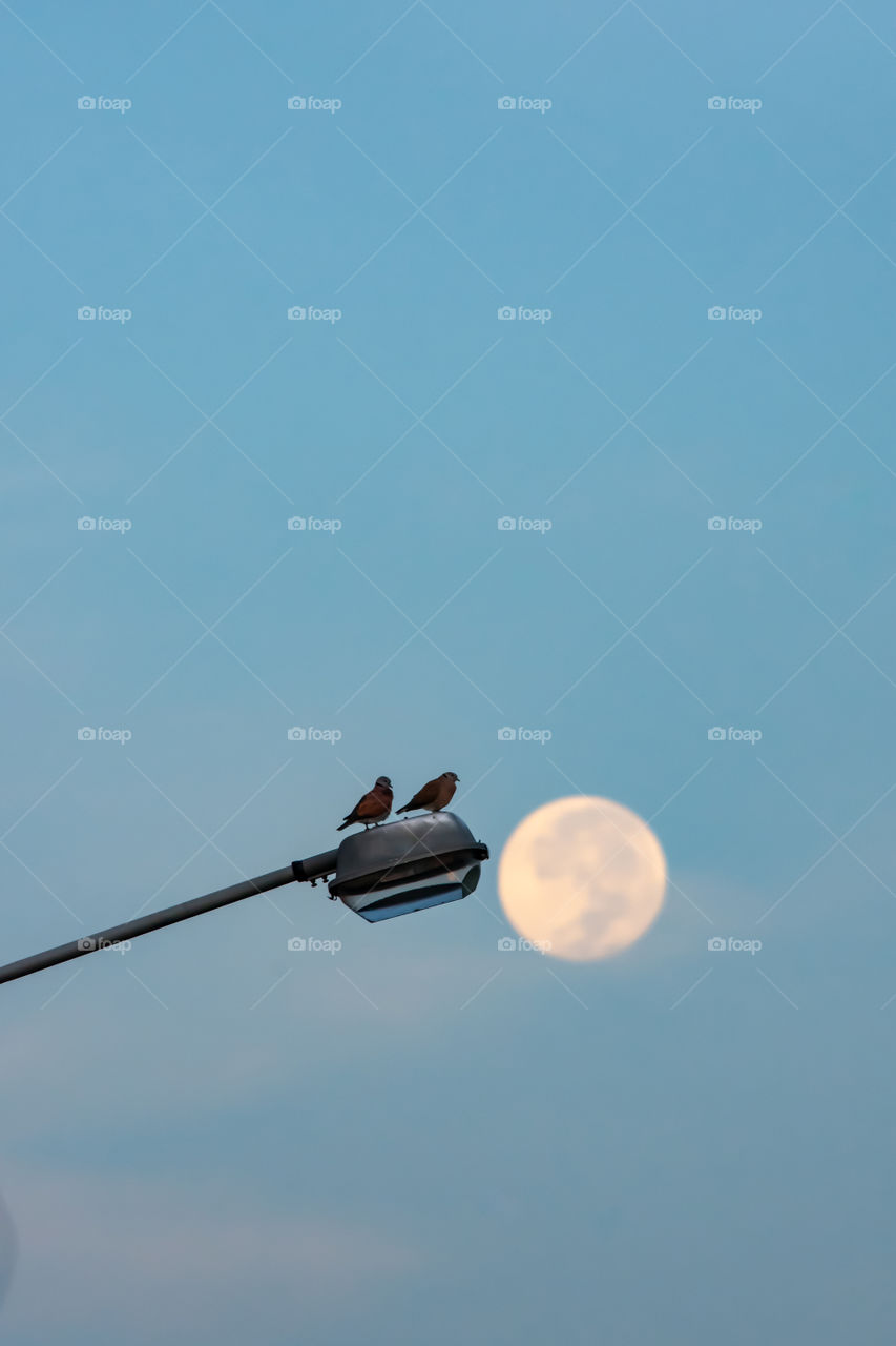 Doves on a street lamp A morning with the background of a full moon