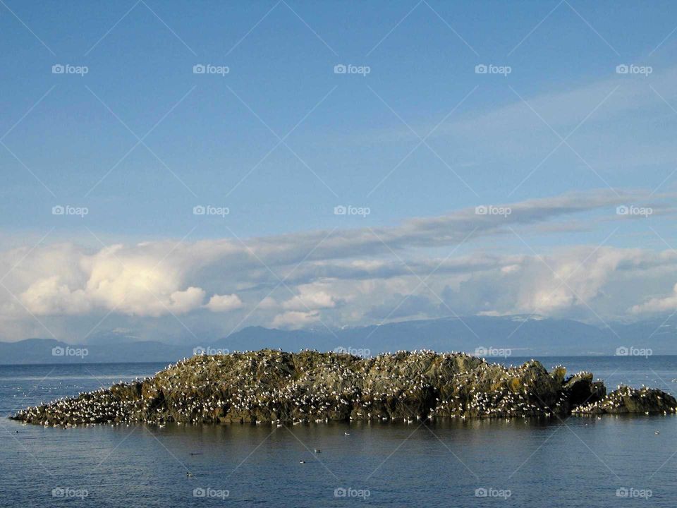 Island with Seagulls