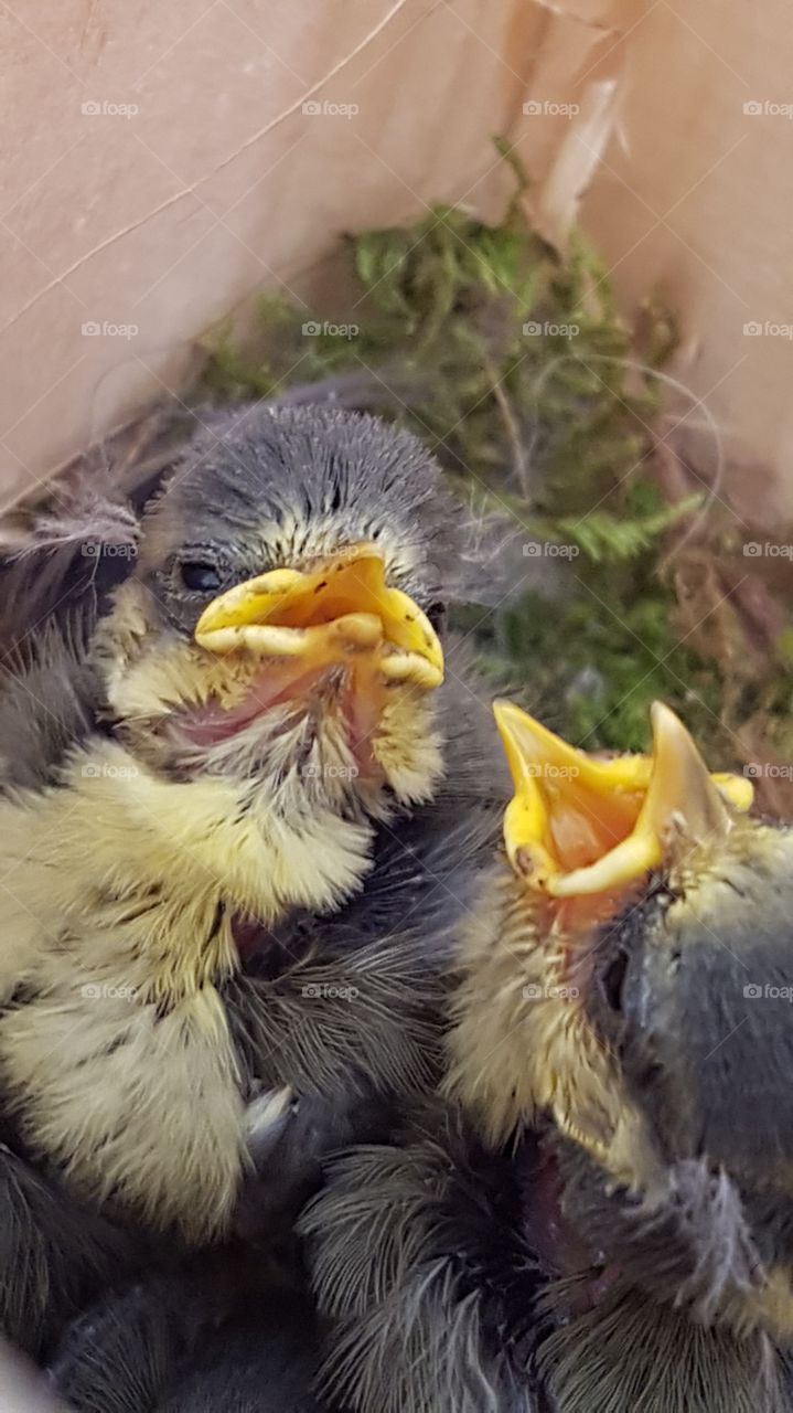 Blaumeisen wachsen Federn