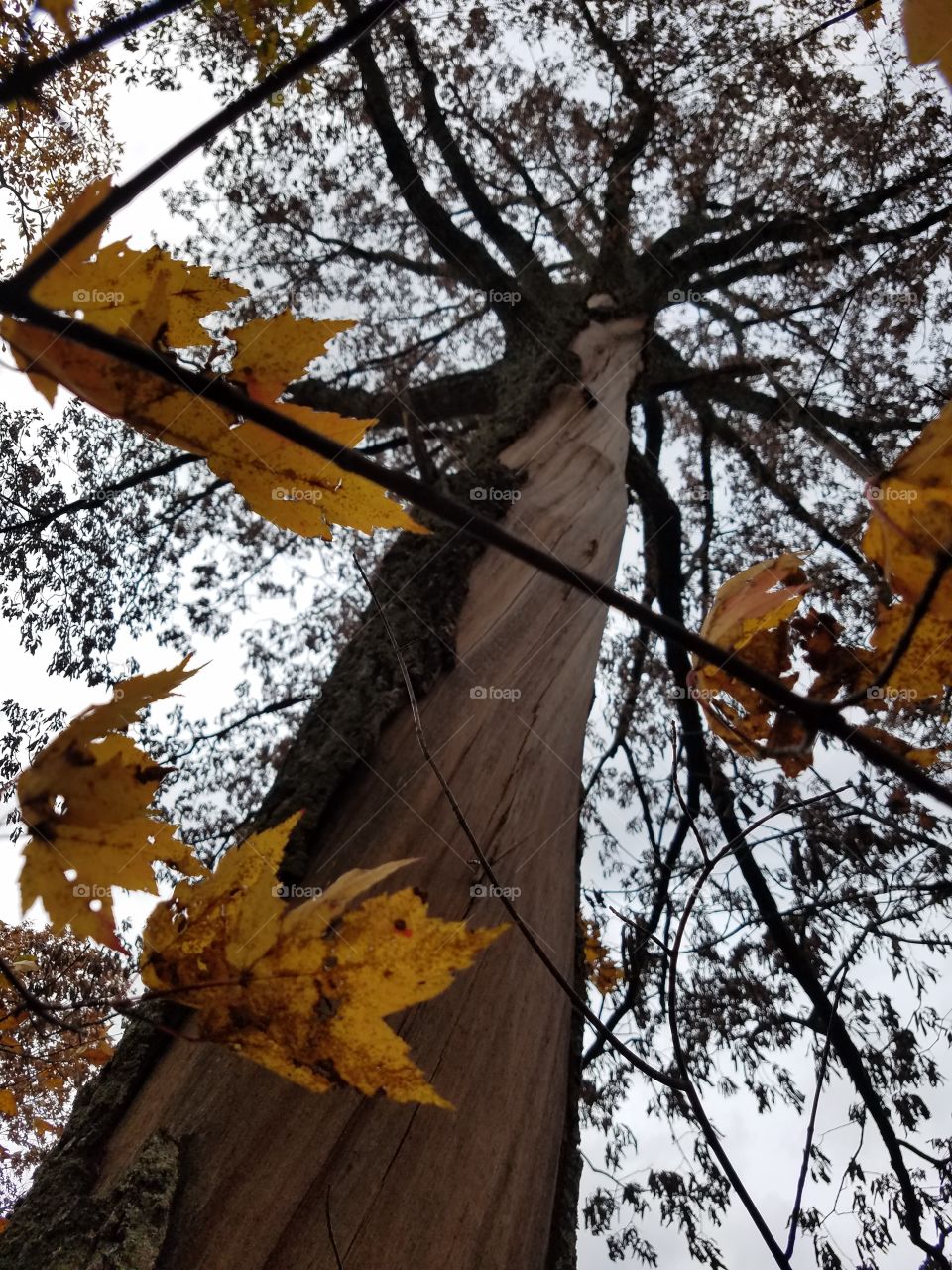 Tall tree split by lightening in autumn