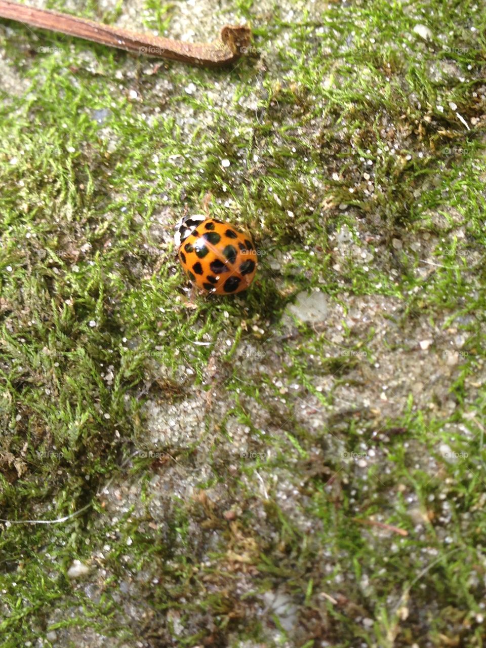 Little ladybug . A ladybug on a mossy rock 