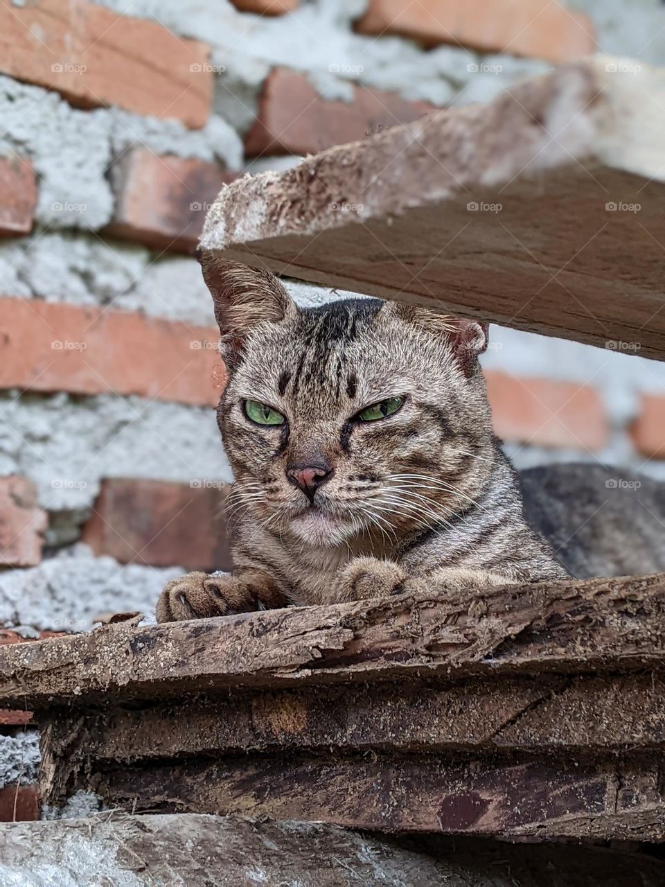 striped cat with an unfriendly face😾😹🤣