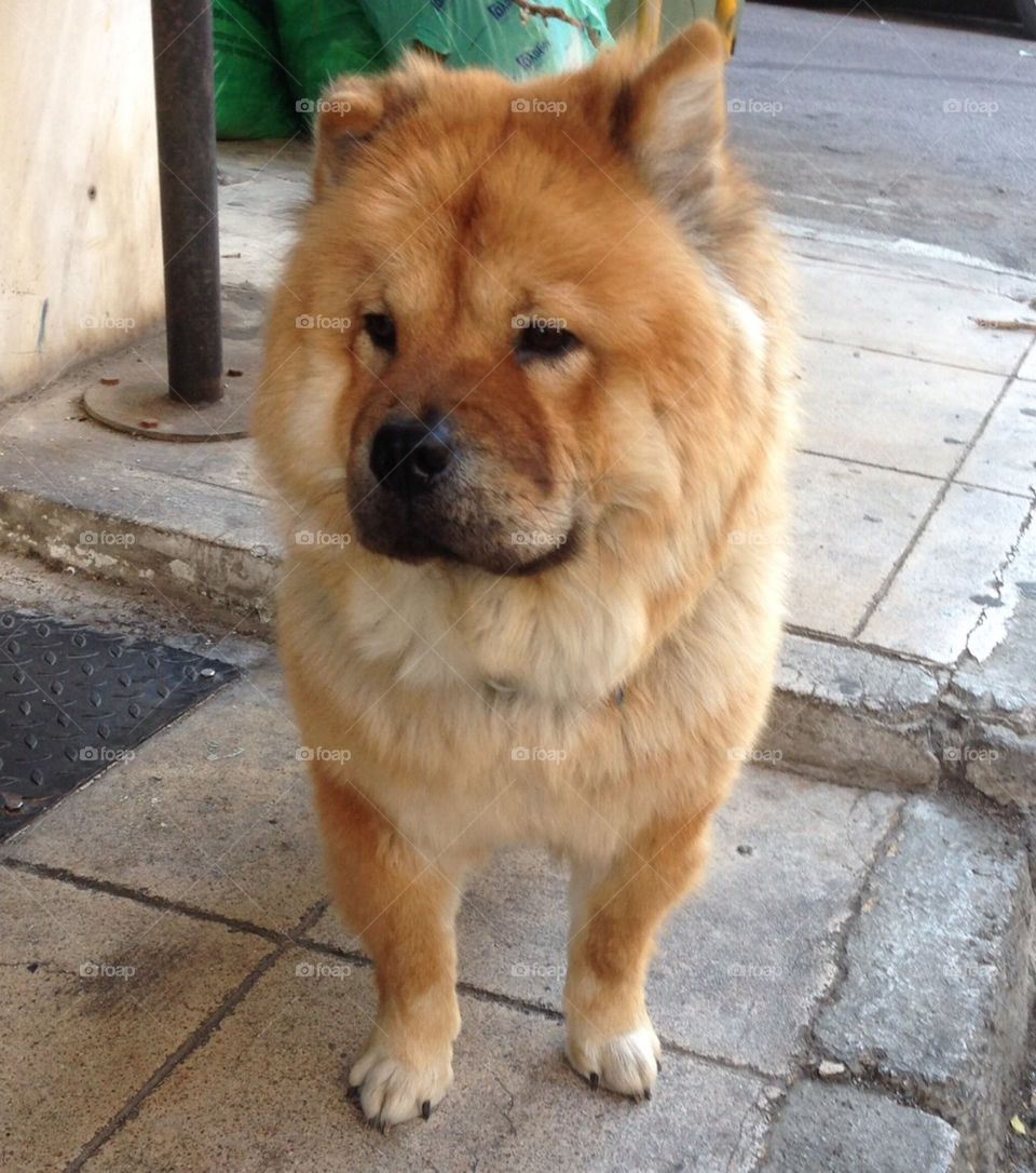 Chow chow dog