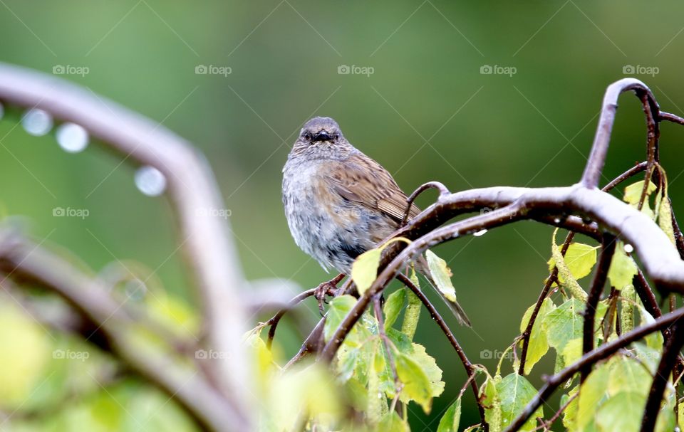 eye to eye with a sparrow ;)