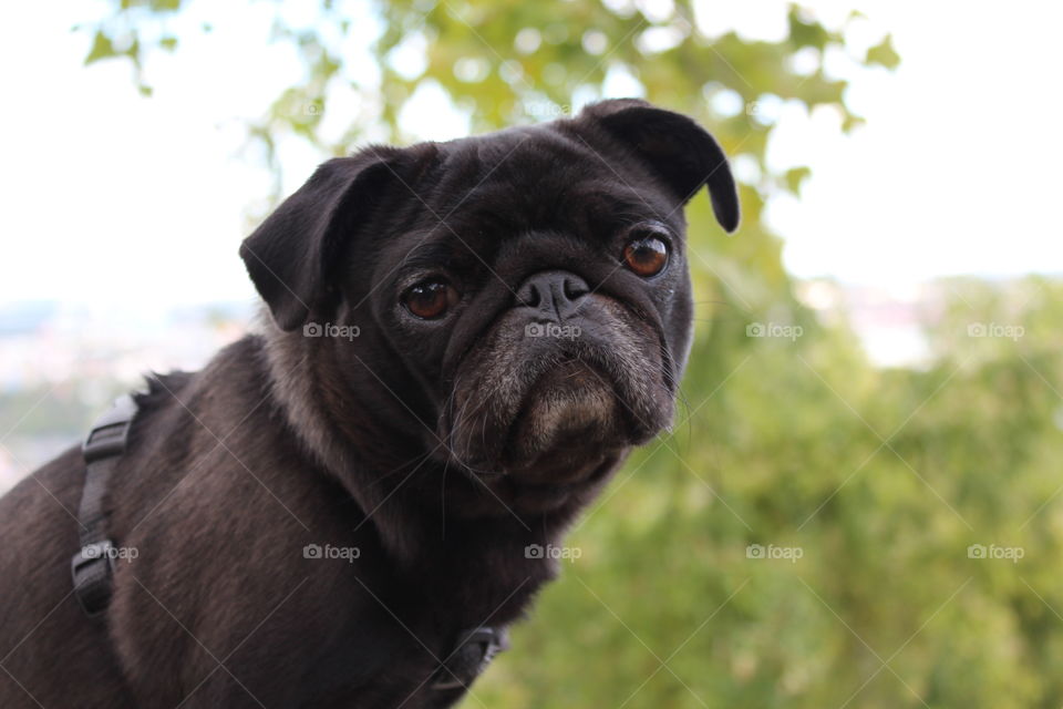 Pug dog 