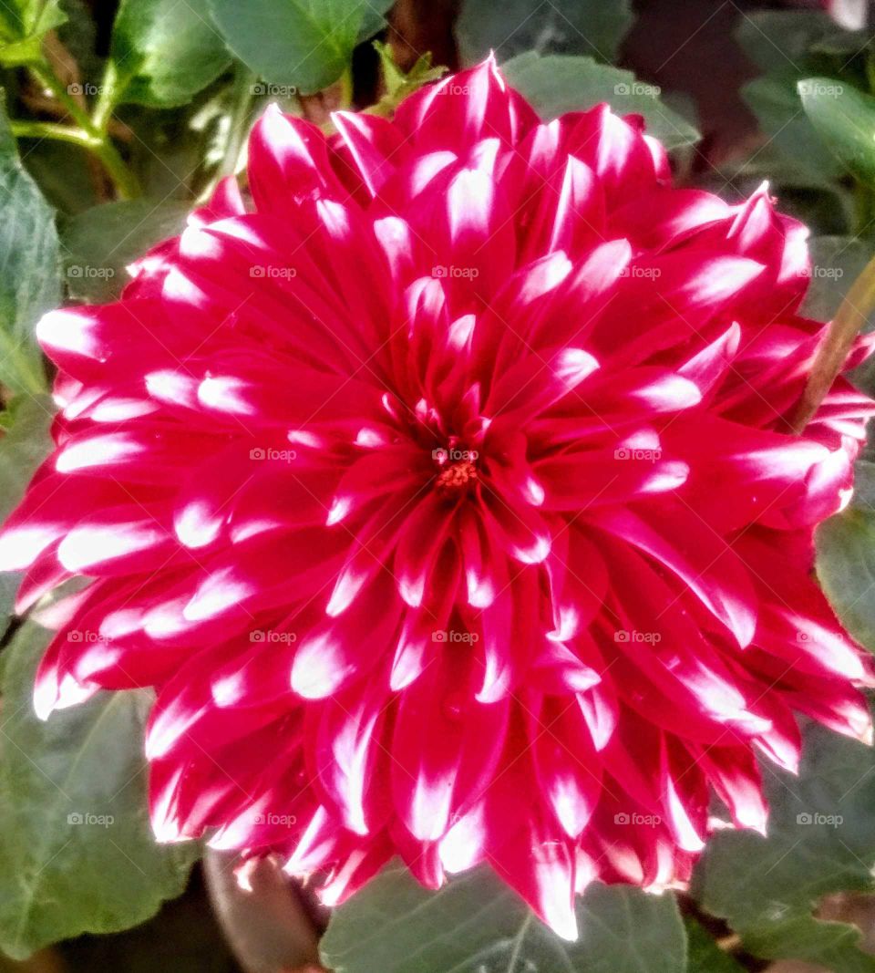 Beauty of Flower