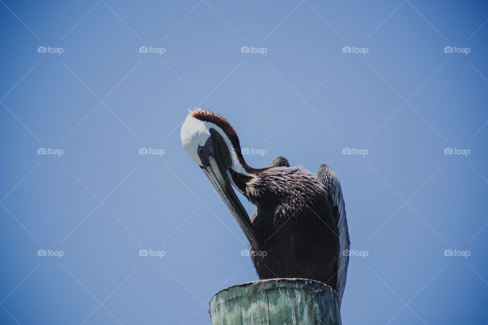 Pelican 