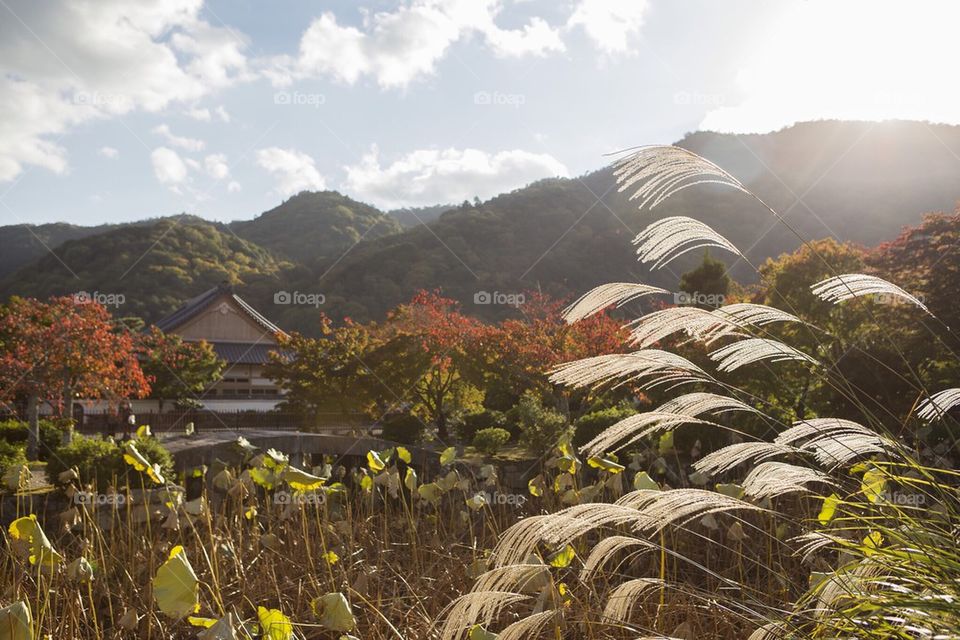 Sun setting on Sagano