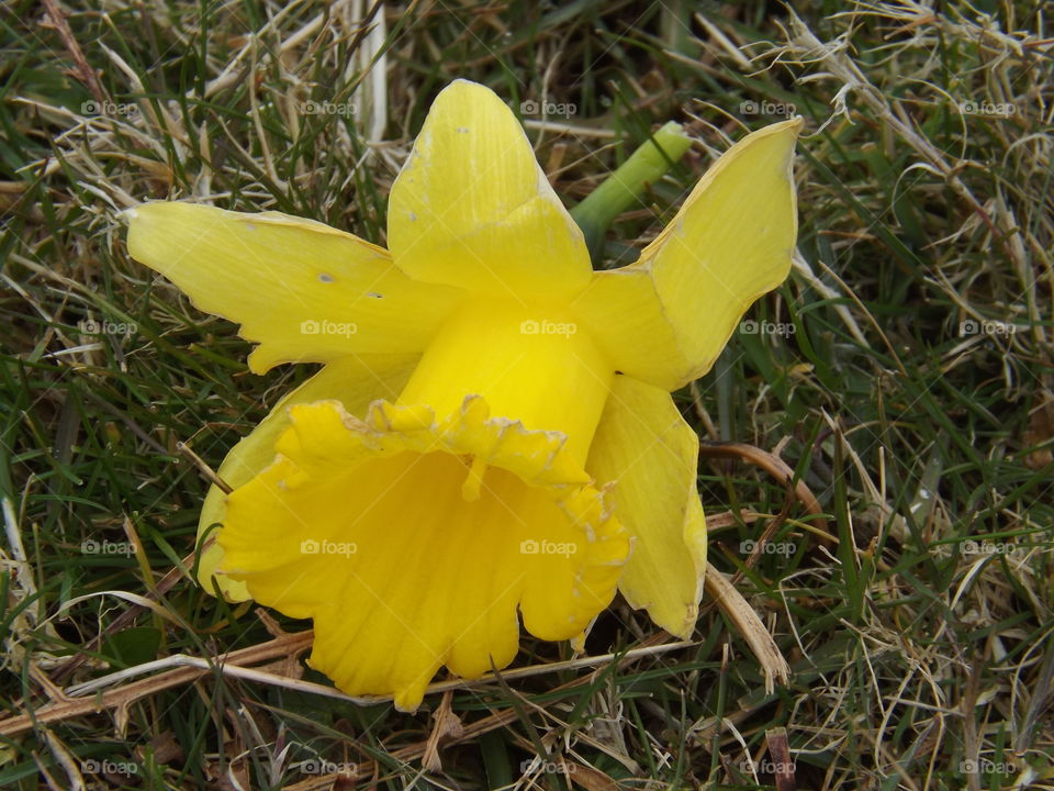 Daffodil Head laying on the grass, macro setting. Photo of the flower up upon the Torrs near Ilfracombe, North Devon 
