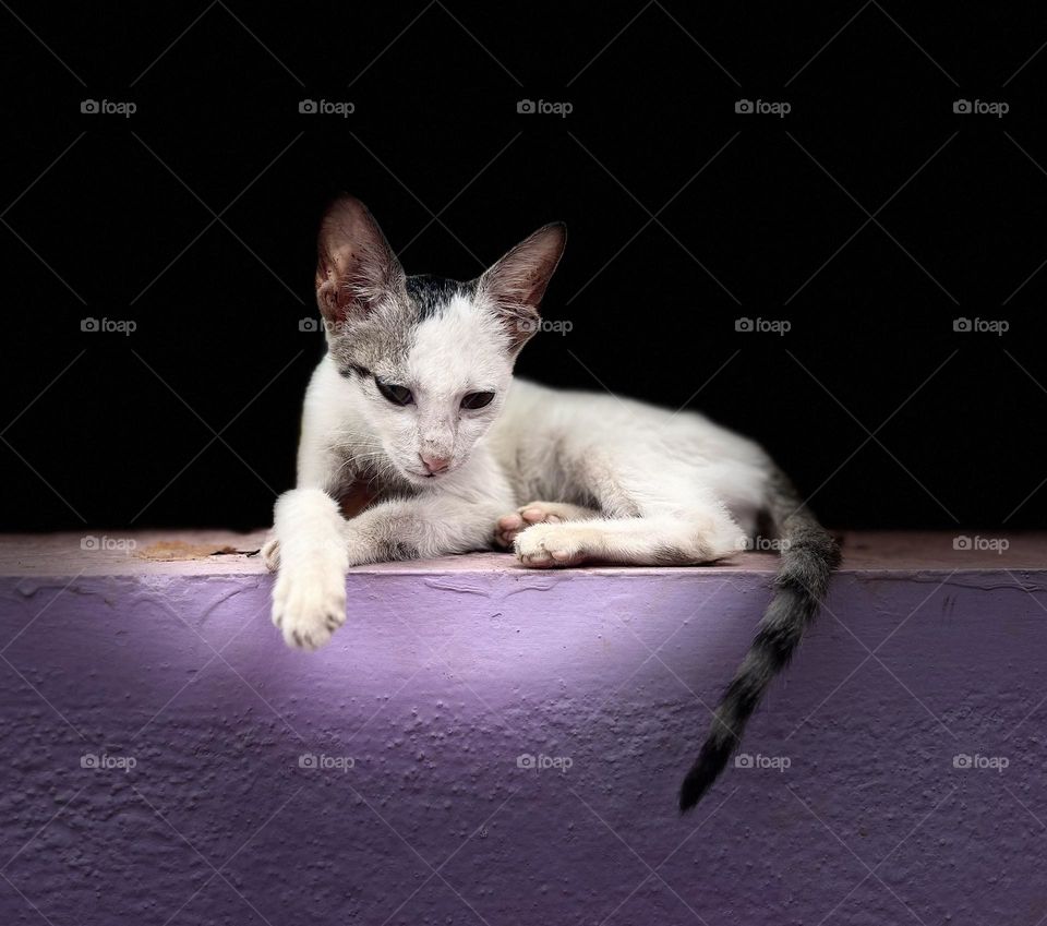 Animal photography - Kitten posing 