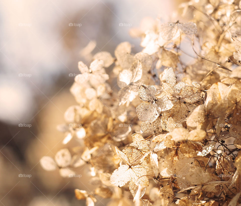 skeleton of autumn flowers