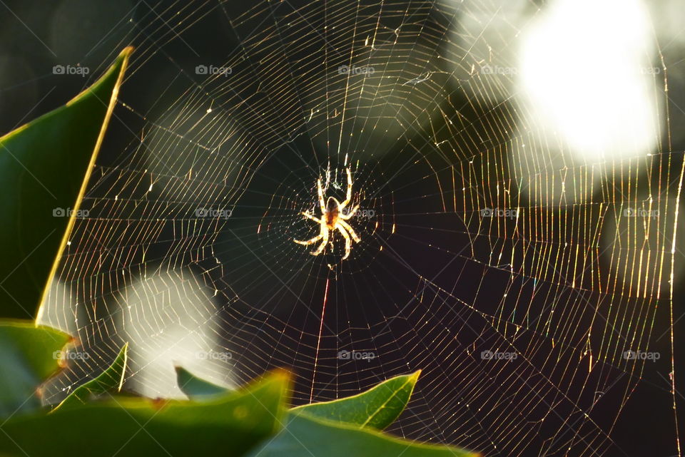 Spider web - Cross Spider - 