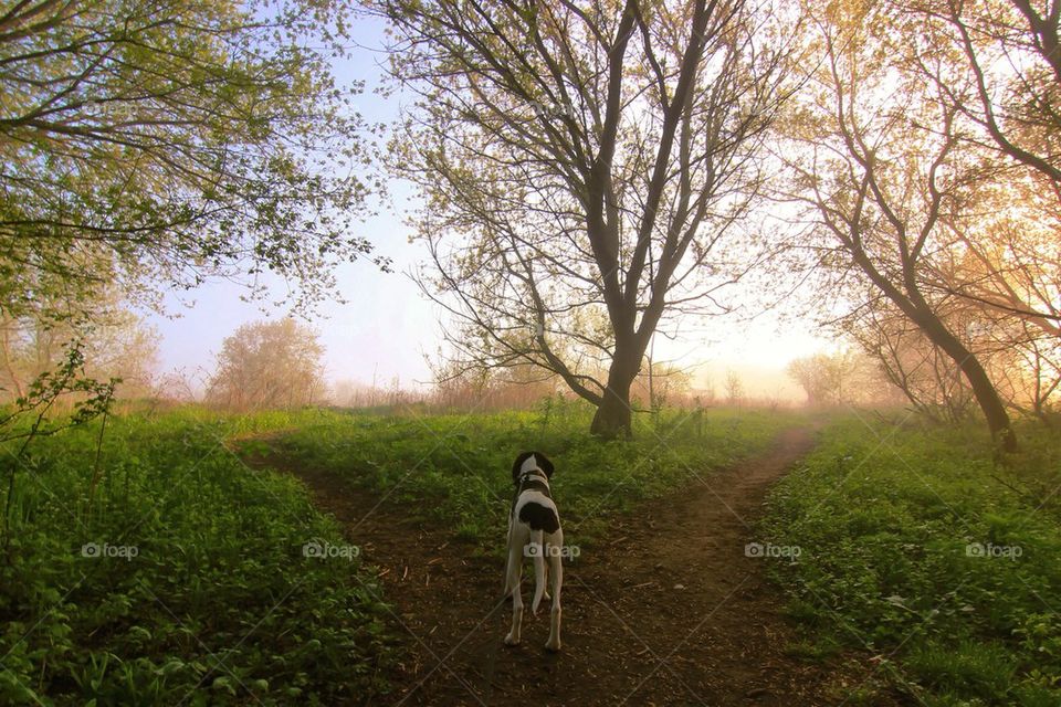 Rear view of dog standing