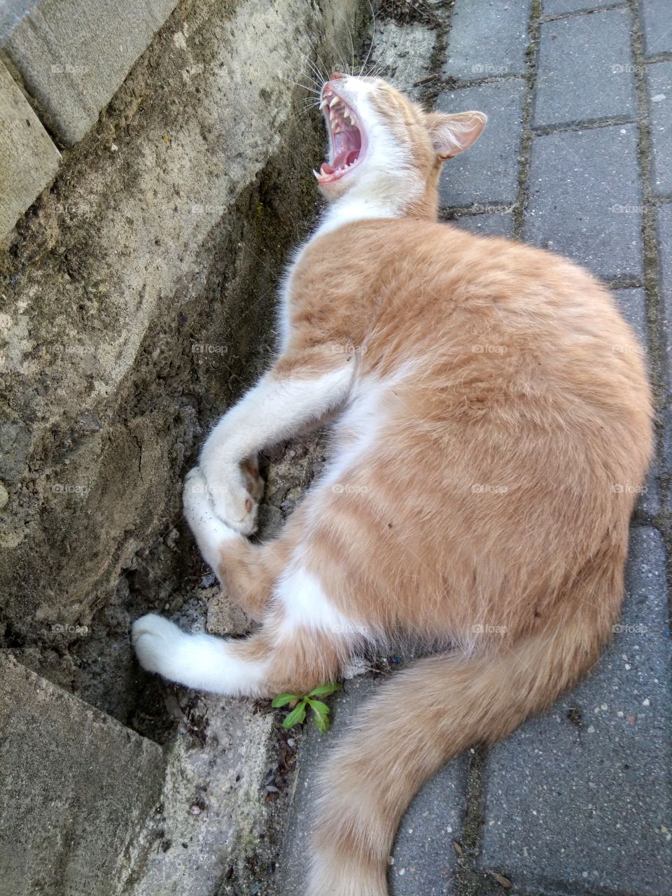 funny ginger cat