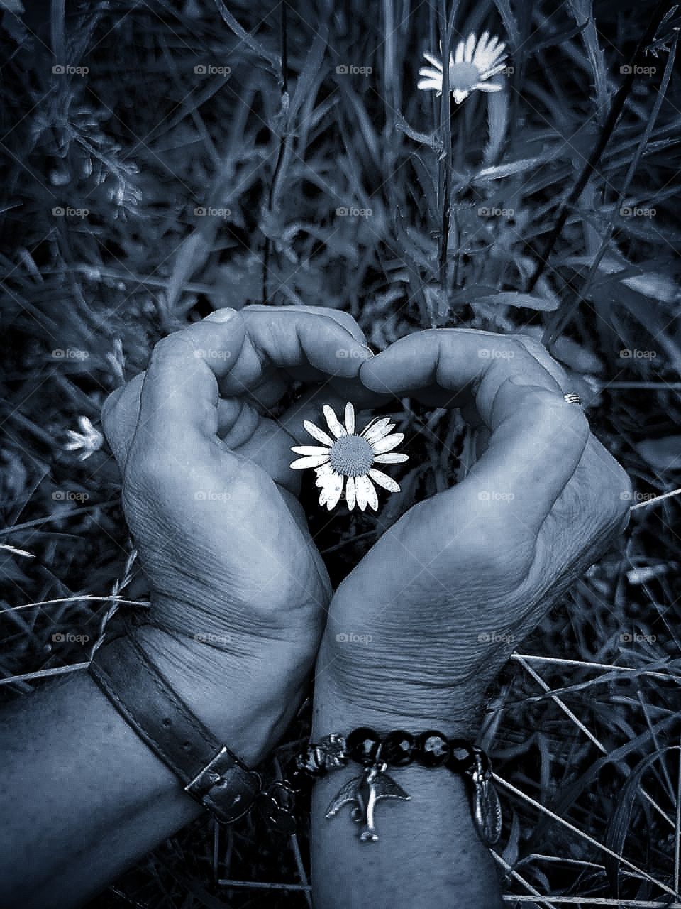 Hands folded in the form of a heart, in which there is a chamomile flower with dew drops