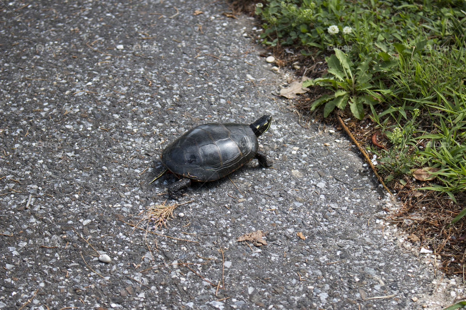 Turtle crossing the street