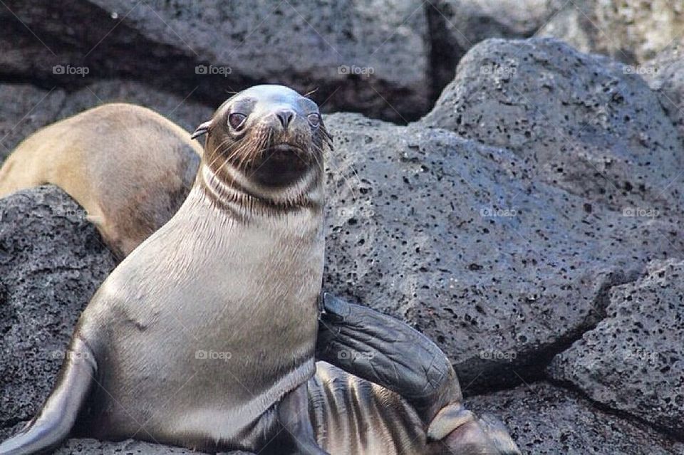 Seal in the Galapagos 