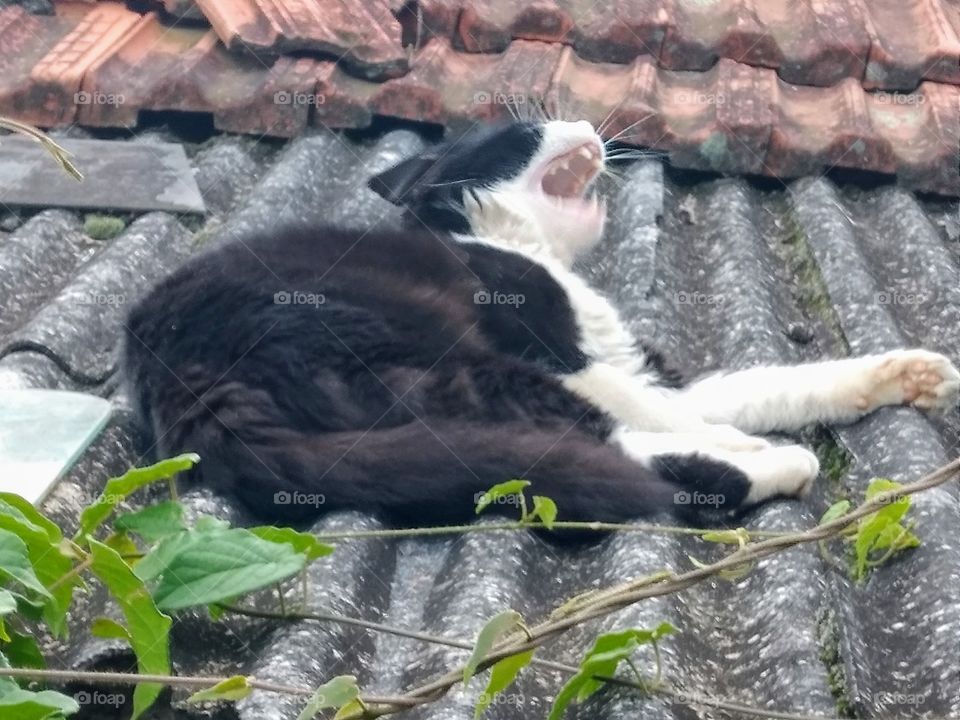 sleepy cat on the roof