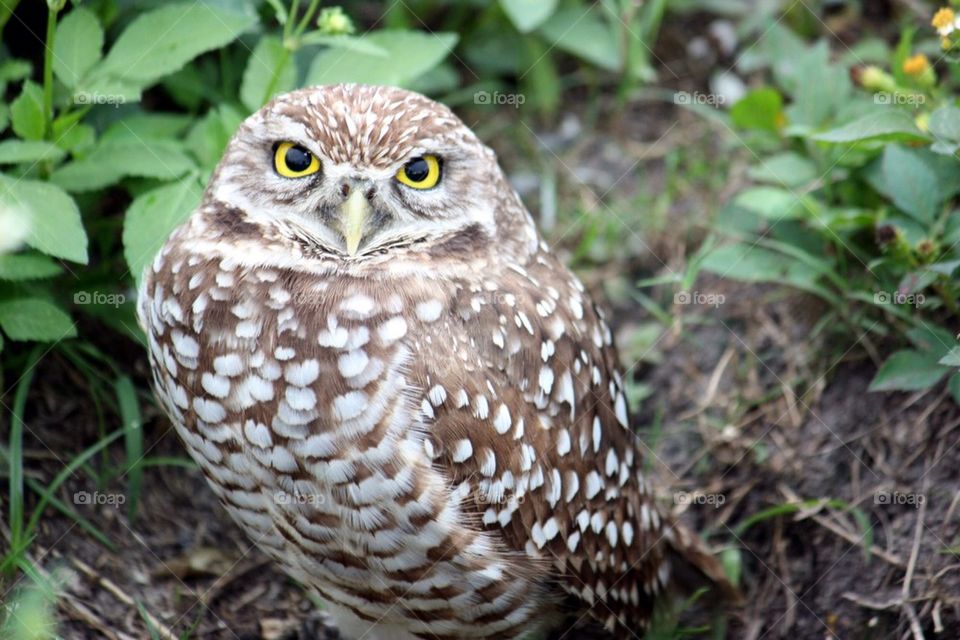 Burrowing owl