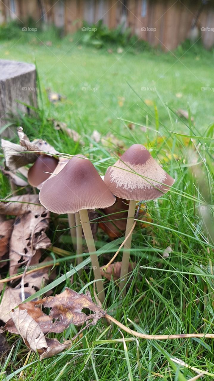 Mushroom, Grass, Fungus, Nature, Wood