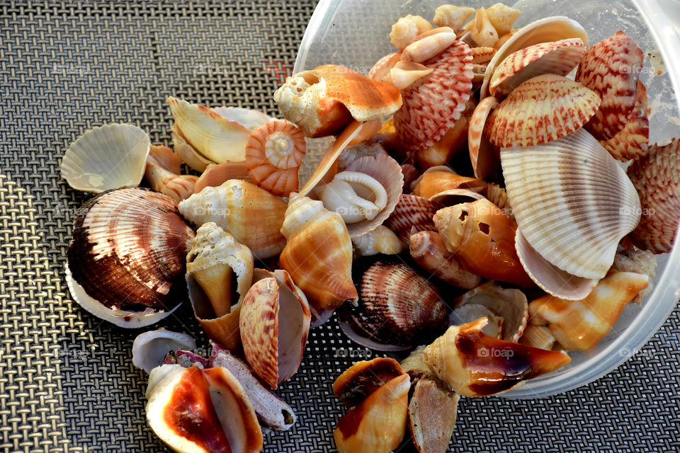 Seashells