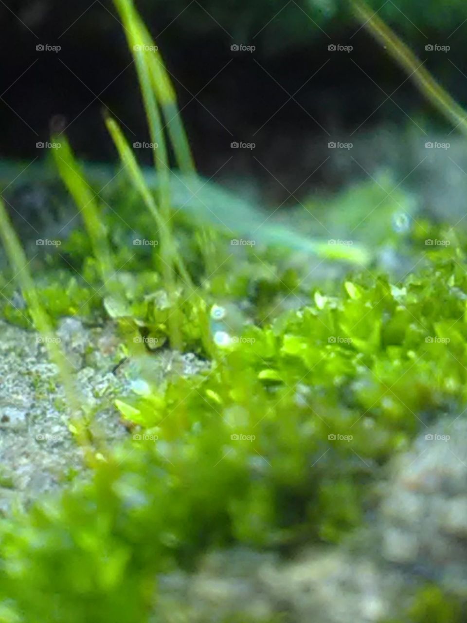 Rain drop of rain after the rain, the rain drop on it.