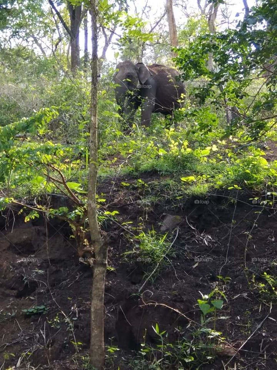 #Elephant In Jungle