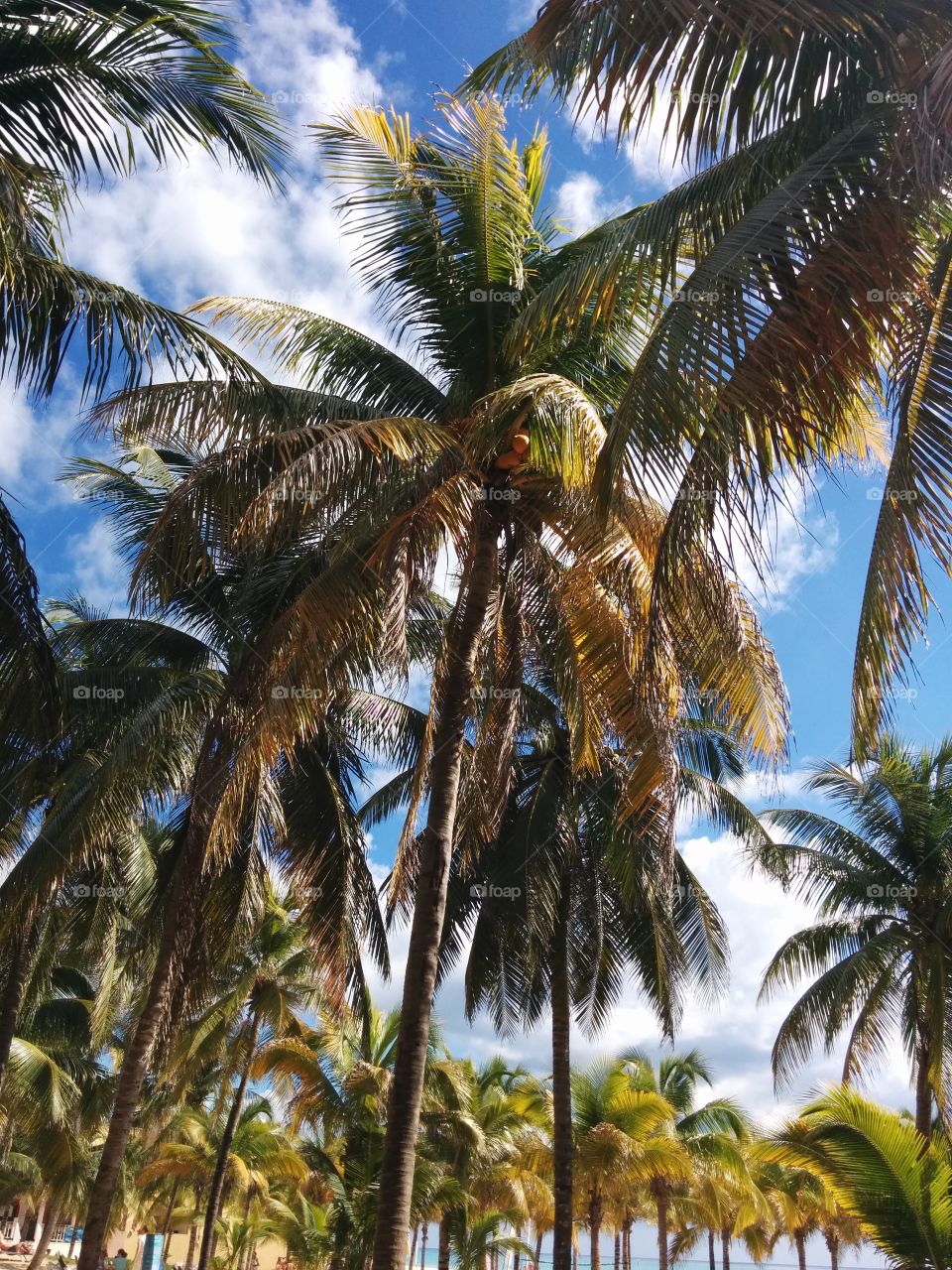 palmiers au Mexique