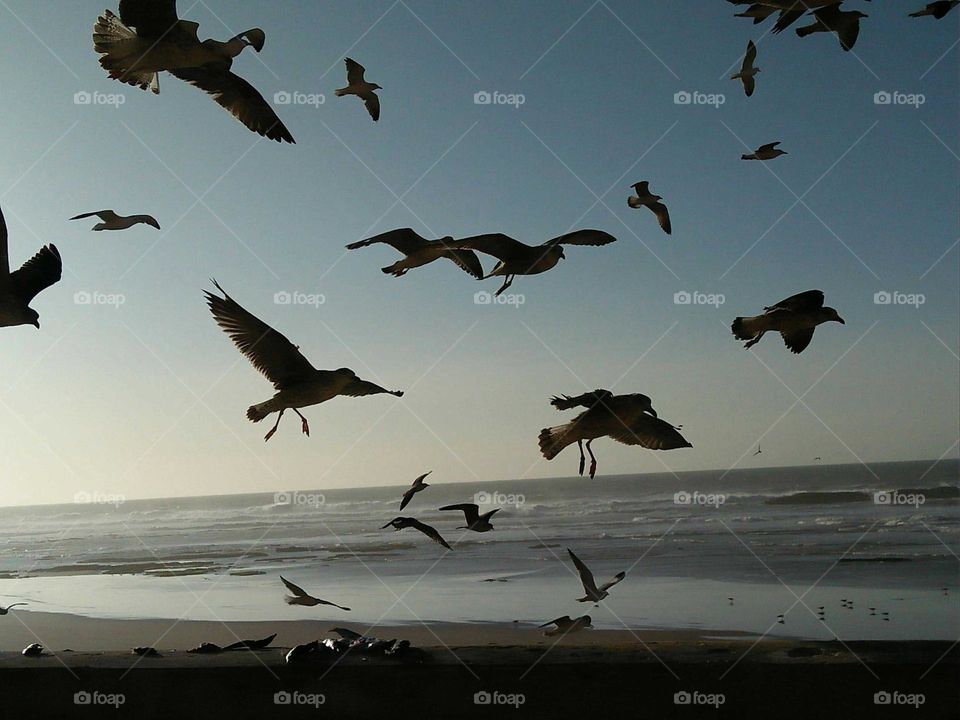 Flock of Seagulls in flight