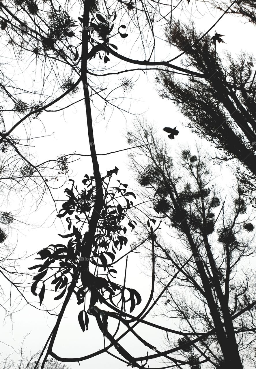 branches and bird