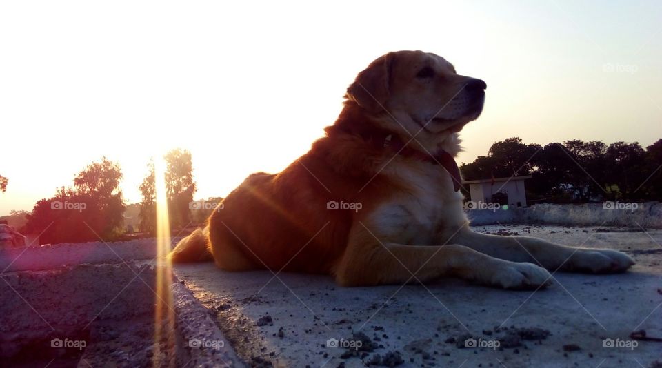 cute dog posing at sunrise